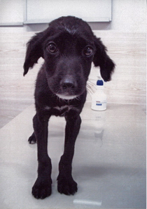 kleiner Strassenhund hat Bronchitis wurde adoptiert.jpg